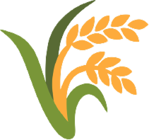 Ernte